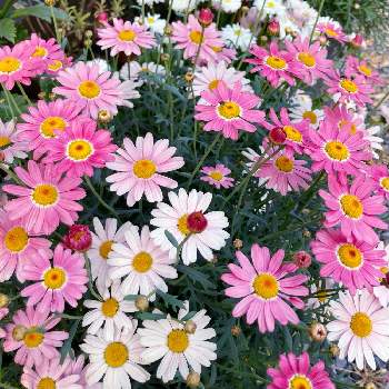 花色が変化するの画像 by LEONさん | ピンクの花とPWと色の変化と花色が変化するとマーガレット・ストロベリーホイップと可愛いと花のある暮らしとマーガレット☆