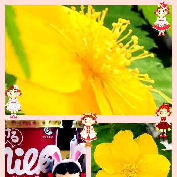 月曜はビタミンカラーの画像 by ミ〜❣️さん | ヤマブキとペコちゃん祭りと月曜はビタミンカラーとGSのみなさんに感謝♡とコロナに負けるな！と黄色い花とenjoy♡smileと幸せの黄色いお花と❤️いいね、ありがとうと愉快な仲間達♡と✴白狼会✴とチーム☆YOKOHAMA☆とGS皆様ありがとうとMy diary☆