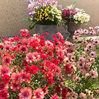 ラナンキュラスラックス ムーサの画像 by サニーさん | 小さな庭とラナンキュラスラックス ムーサとラナンキュラス・ラックス アイオリアとチューリップ・アンジェリケとビオラ ミルフルとネメシア・アロマンス　ライチグレープとビオラ ジョリージョリとお気に入りの鉢とピンクの花と寄せ植えと紫色の花とサントリー フラワーズと チューリップとラナンキュラス・ラックスと球根とイングリッシュガーデンと黄色の花と赤い花とラナンキュラスラックスを愛する会とガーデニングと白い花とラナンキュラスラックスの花と『秋植え球根2022』フォトコンテストとPWプルーブンウィナーズと球根植物と花と生きるサントリーとPW育てたとローラアシュレイ鉢