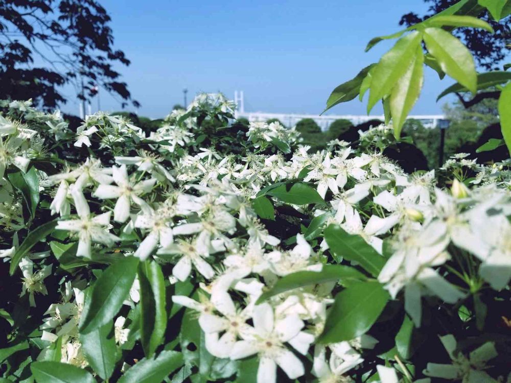 エリィさんの港の見える丘公園への投稿