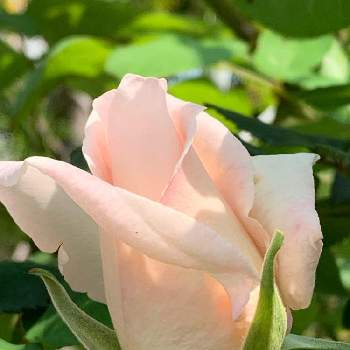 オレンジ系は自分にプチご褒美を 薔薇中毒様専用 バラ 挿し木 植物 観葉植物 インテリア 住まい 小物オレンジ系 9 999 Www Dawajen Bh