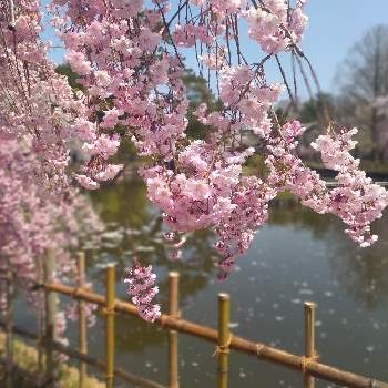 しだれ桜の画像 by ハーブと猫が好きさん | お出かけ先とさくら サクラ 桜としだれ桜と公園と桜フォトコン2022とはなのある暮らしと花いろいろと花のある暮らしとお花とお花好き