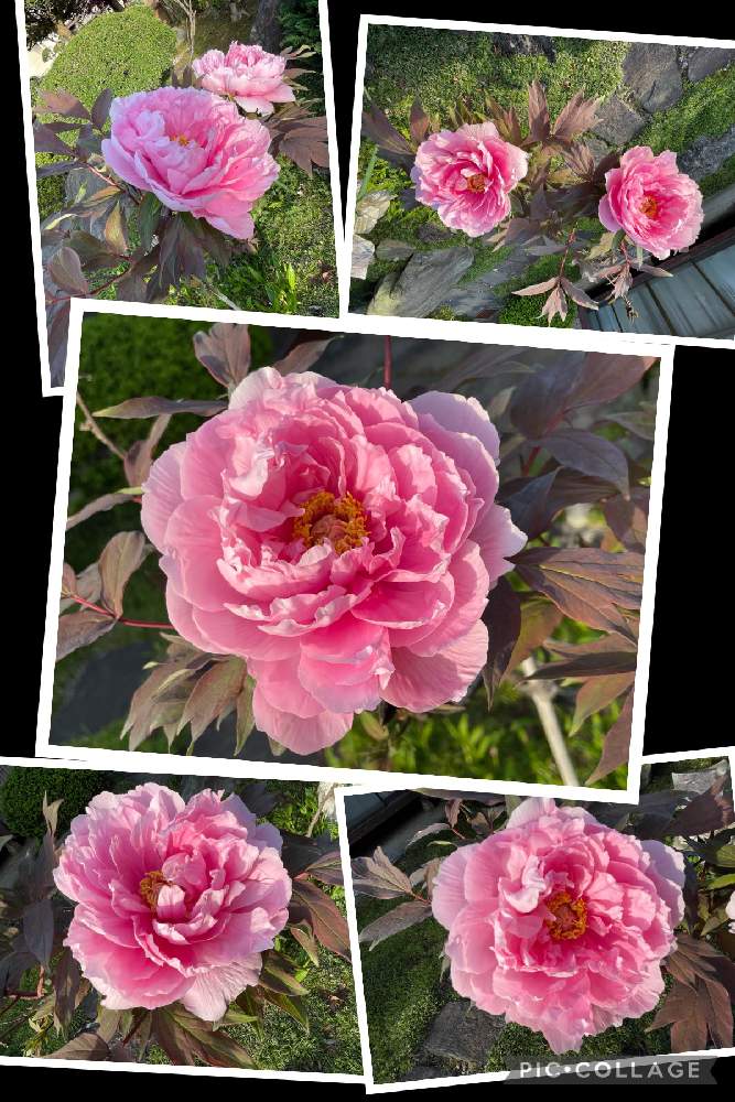 ボタンの投稿画像 By Kakirikeaさん ご近所さんのお花とお花は癒しと花が好き と 携帯撮影 とご近所さんのお花とお花は癒しと花が好き と 携帯撮影 22月4月25日 Greensnap グリーンスナップ Greensnap グリーンスナップ