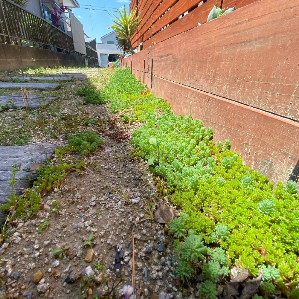 アプローチの投稿画像 By Umi96さん コンクリート枕木と花壇diyとセダムで埋め尽くしたいとセダムで埋め尽くしたいとコンクリート枕木と花壇diyとセダムで埋め尽くしたいとセダムで埋め尽くしたい 22月4月25日 Greensnap グリーンスナップ Greensnap