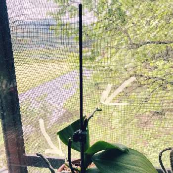phalaenopsisの画像 by 橘 加絵さん | 窓辺とミディ胡蝶蘭とラン科とコメリとファレノプシス属とphalaenopsisとmidy