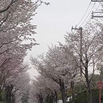 だいすきの画像 by ここさん | だいすきと良い香りの花と桜フォトコン2022とおうち園芸とご近所と街路樹と地植え