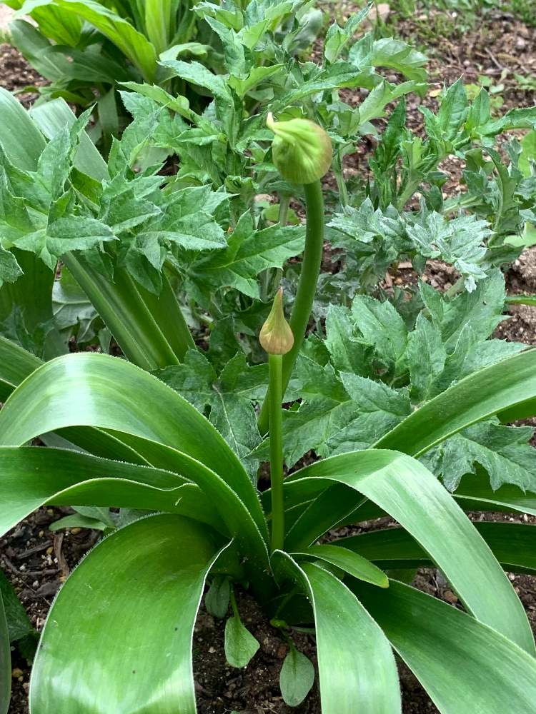 アリウムの投稿画像 By 花美月さん アリウム ギガンチウムと小さな庭と球根からとガーデナーズとおうち園芸とガーデニングと庭植えと球根からとガーデナーズとおうち園芸とガーデニングと庭植え 22月4月25日 Greensnap グリーンスナップ Greensnap