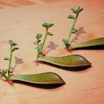 エケべリアの画像 by ARさん | 部屋と多肉植物と葉挿しとエケべリア