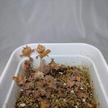 pelargonium appendiculatumの画像 by マカロニさん | 部屋とpelargonium appendiculatumとペラルゴニウム・アッペンディクラツムと多肉植物と実生と塊根植物と成長記録とペラルゴニウム属