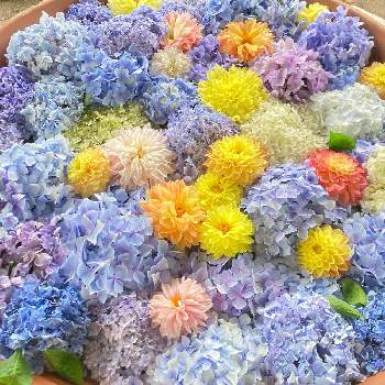 インスタ映えの画像 by natsu*さん | お出かけ先と紫陽花とダリアとカラフルと浮き花と長居植物園とインスタ映え