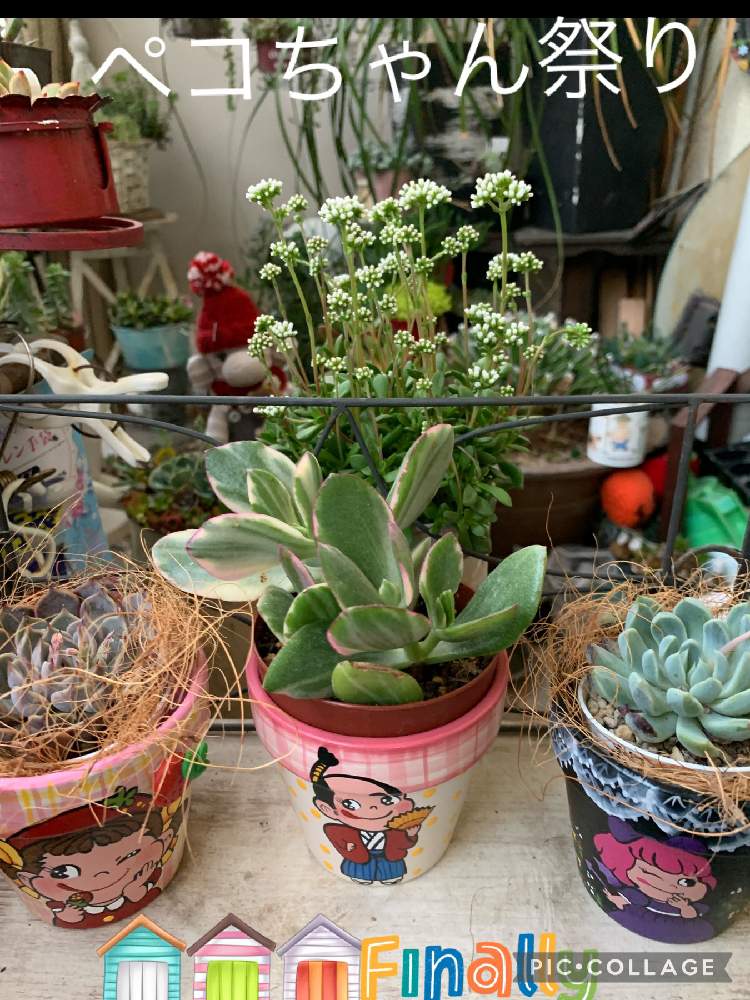 ペコ殿 の投稿画像 By Fumi Fumiさん ペコちゃん祭りと繋がりに感謝プレゼントとみたりん Chan ありがとうとバラと夢clubと繋がりに感謝します とペコ殿 とペコちゃん祭りと繋がりに感謝プレゼントとみたりん Chan ありがとうとバラと夢clubと繋がりに