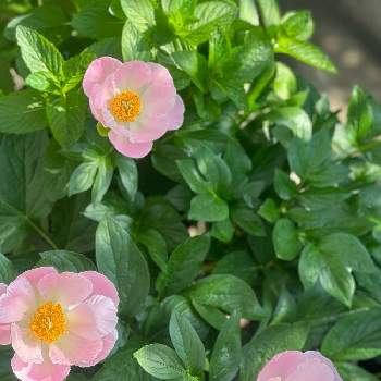 シャクヤクピンクの画像 by ティンクルさん | 小さな庭と一重咲きと芍薬♡とシャクヤクピンク