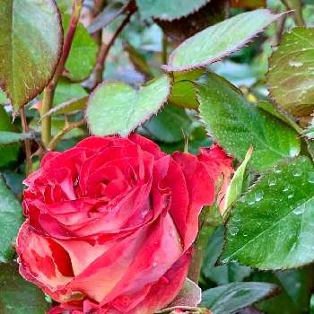愛情の画像 by シゲルさん | 薔薇 レオニダスとチーム花が好き♡と愛情とチーム☆YOKOHAMA☆とあなたを愛していますとiPhone撮影