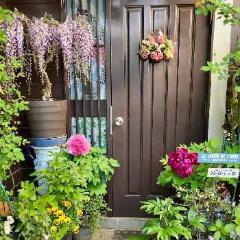 癒しを求めての画像 by White Roseさん | 玄関と花時間と癒しを求めてと薄紫色の花と牡丹の花と花のある暮らしと鉢栽培