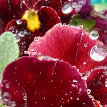 ビオラ ミルフルの画像 by mimozaさん | 小さな庭とビオラ ミルフルと雨粒と真っ赤な火曜日と雨粒シリーズ☆