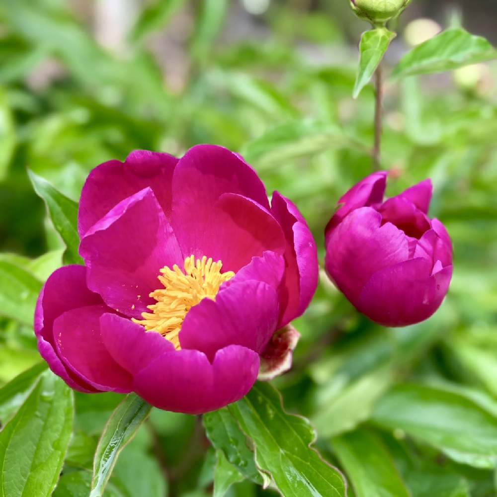 シャクヤクの投稿画像 By ととまるさん 花のある暮らしと花のある生活と芍薬の花と春の花たちと広い庭と花のある暮らしと花のある生活と芍薬の花と春の花たち 22月4月26日 Greensnap グリーンスナップ Greensnap グリーンスナップ