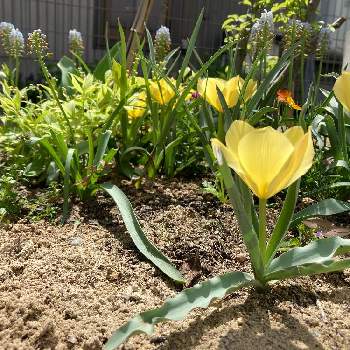 原種系チューリップの画像 by やまぶきさん | 広い庭とチューリップ バタリーニブライトジェムと地植えと開花と秋植え球根と原種系チューリップとミニチューリップ