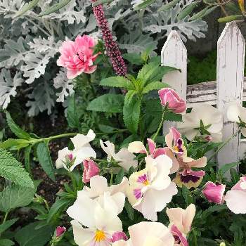 お庭で過ごす時間の画像 by yuuさん | アプローチとパンジー♪とお庭で過ごす時間とお花に癒される日々と癒し…♡と花のある暮らし