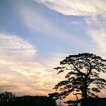 大木の画像 by キヨウセンさん | バルコニー/ベランダと大木と夕焼けと風景とそらとくも☁