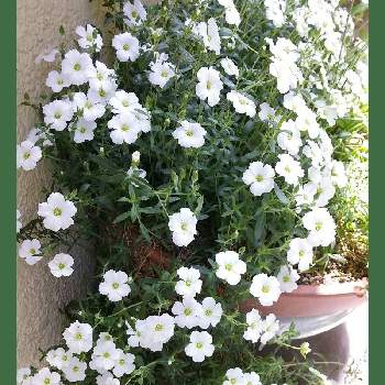 小さな白いお花の画像 by ビビ⋅アンさん | 今日も笑顔で♡と2019同期と世界平和とありがとう♡とアレナリア モンタナ٭❀*と小さな白いお花と白いお花と鉢植えと白い花大好き
