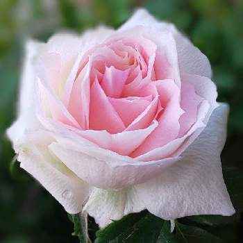 バラ園,薔薇♡,薔薇愛同盟,薔薇のある人生,毎日ローズショーの画像