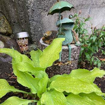 癒される❤の画像 by ひーちゃんさん | 小さな庭と癒される❤と今日は雨☔️と花と緑が好き