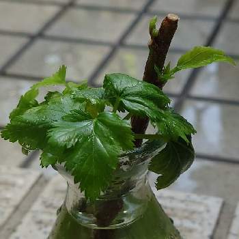 ベビーハンズの投稿画像一覧 Greensnap グリーンスナップ