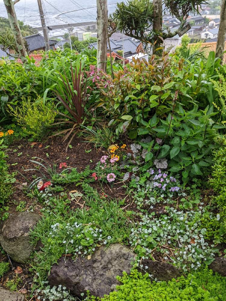 雨降りの投稿画像 By 庭の花子さん 風に揺れる花と春満喫とおうち園芸とみまもり隊と家の庭風景と広い庭園 と素敵な朝と植えつけと玄関と雨降りと風に揺れる 花と春満喫とおうち園芸とみまもり隊と家の庭風景と広い庭園 と素敵な朝と植えつけ 22月4月26日