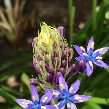 シラーベルビアナの画像 by みゆさん | 小さな庭とシラーベルビアナと春のお花とスマホ撮影と可愛い花と青い花と薄紫色と爽やかな色