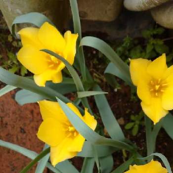 原種系チューリップの画像 by seven-yyさん | 小さな庭とうれしいな♪と初心者と気持ちの良い日と原種系チューリップと花のある暮らしと春だなぁとさわやか♡