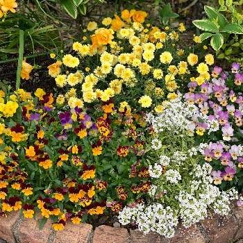 よく咲くスミレの画像 by ずみこさん | 小さな庭とビオラ ミルフルとビオラミルフルとよく咲くスミレとボンザマーガレット　アプリコットとビオラ・フィオリーナ・オーロラ