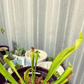 食虫植物・サラセニアの画像 by セイロンさん | バルコニー/ベランダと食虫植物・サラセニアと食虫植物