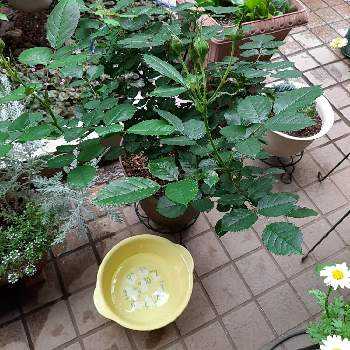 チュウレンジハバチの投稿画像一覧 Greensnap グリーンスナップ