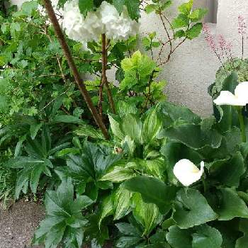 春 はるの画像 by chanhiroさん | 小さな庭とビバーナム・スノーボールとギボウシとフューケラとクリサンセマムとクリスマスローズとカラーとGSに感謝。とがんばろう福岡と花のある暮らしと春 はるとグリーン