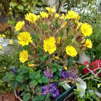 オニタビラコの花の画像 by hiroさん | オニタビラコの花とウクライナに平和をと黄色の花が好きと医療関係者に感謝とJuneの会とコロナに負けるな‼️