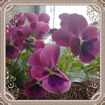 よく咲くスミレ♡の画像 by レモンさん | 小さな庭とハンキングとよく咲くスミレ♡とおうち園芸といやし♡と可愛い♡