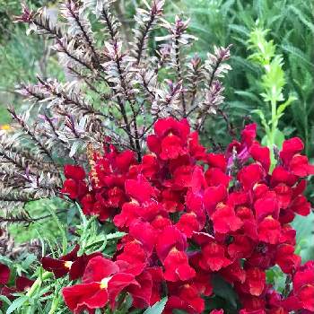 よく咲くスミレの画像 by やあさん | よく咲くスミレとへーべ　アイスイザベラとキンギョソウと鉢植えと花のある暮らしと元気いっぱいとおうち園芸