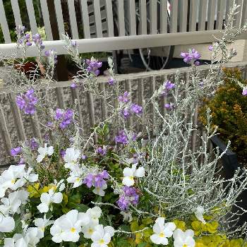 エレモフィラニベアの画像 by ラベンダーさん | プラティーナとエレモフィラニベアとリシマキア　ヌンムラリアと寄せ植えと紫色の花とおうち園芸