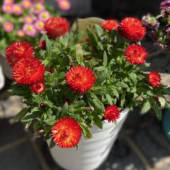 サントリー コロロの投稿画像一覧 Greensnap グリーンスナップ