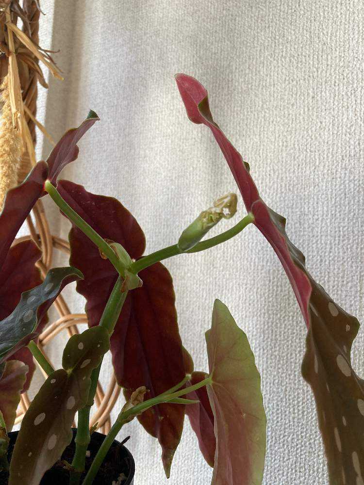 ベゴニア マクラータ 新芽2022｜🍀GreenSnap（グリーンスナップ）