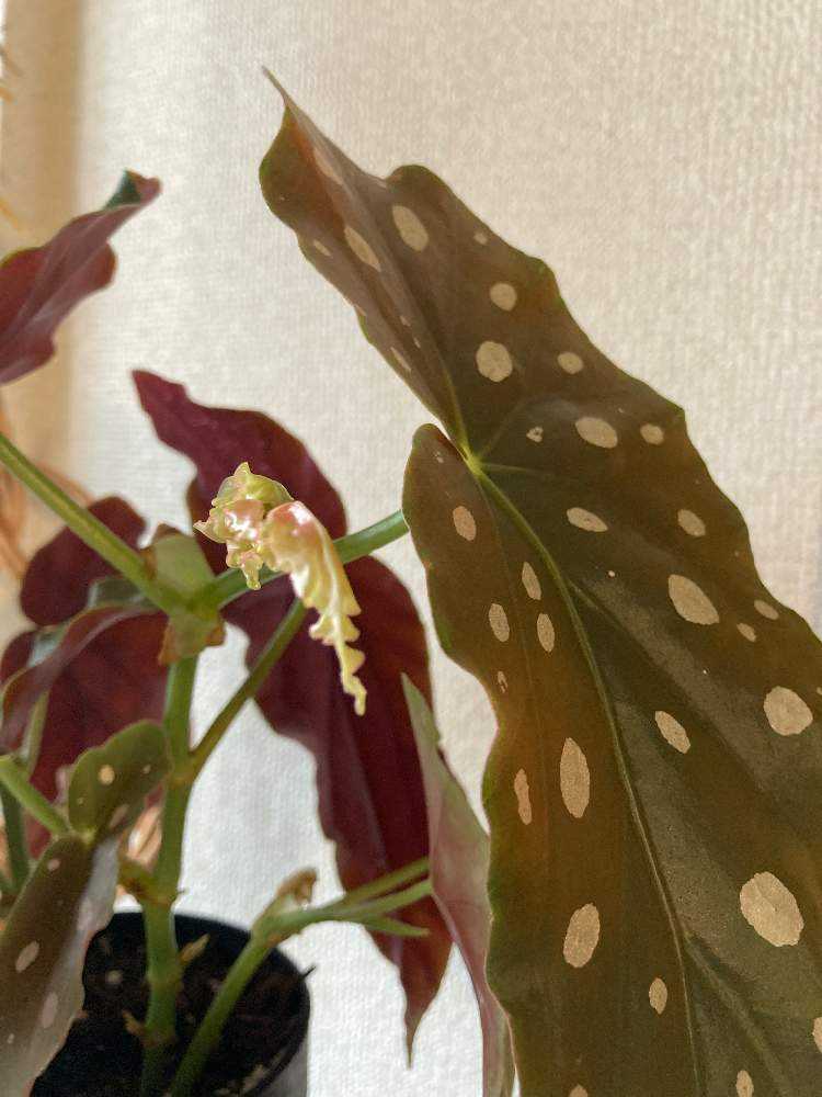 TH Tropical Plant Co,.Ltd | Now Last 株 レア Begonia