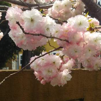 松月桜の画像 by ケニチさん | 八重桜と八重桜・松月と松月桜とさくら 桜 サクラと八重桜＊