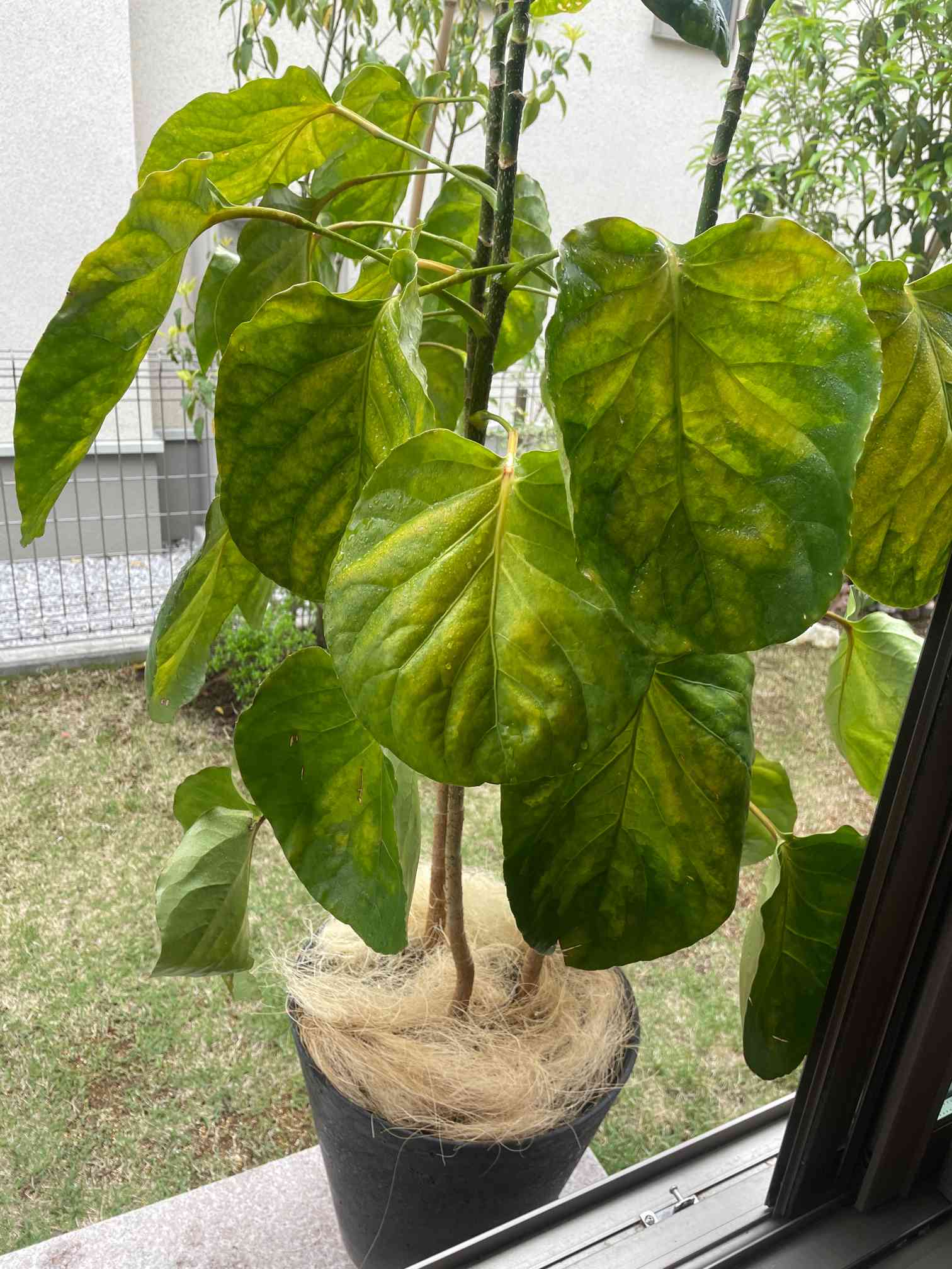 ポリシャス フリスビー スマイル｜🍀GreenSnap（グリーンスナップ）