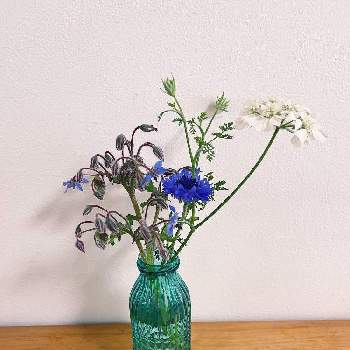 ボリジの花の画像 by Yossyさん | ハーブガーデンとボリジの花と救出！！と矢車菊。と白・しろ・ホワイトとこぼれ種のオルラヤとDAISOの種と地植えと庭の宿根草