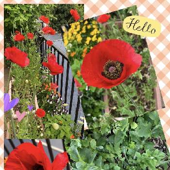 可愛い○の画像 by julianさん | 小さな庭と ポピーと可愛い○とおうち園芸と綺麗と零れ種からと赤い花とガーデニングと真っ赤な火曜日と花のある暮らし