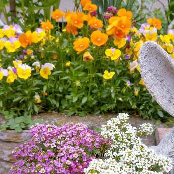 スイート  アリッサムの画像 by ミキさん | 小さな庭とビオラとスイート  アリッサムと白い花と春のお花とオレンジの花とむらさきの花
