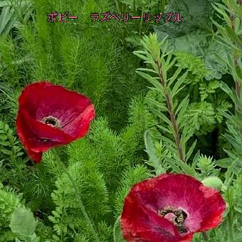 虞美人草 の投稿画像一覧 Greensnap グリーンスナップ