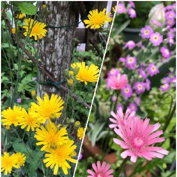 ウズラバタンポポの画像 by まんまドーラさん | 小さな庭とウズラバタンポポとモモイロタンポポと春のお花と無修正とピンクの花とわれら17年組とナチュラルガーデンと植中毒と黄色い花と花いろいろと春の花壇と癒し…♡と春色と花のある暮らし