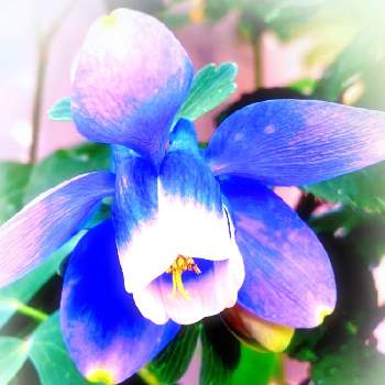 暖かいの画像 by yoshi☘️さん | 小さな庭と青い花オダマキとみどりのある暮らしと暖かいと春のお花と空と雲と緑と元気に育ててますよとオダマキ♪