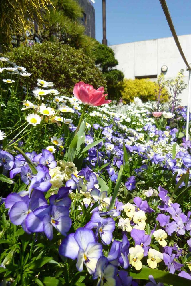 masaharuさんの港の見える丘公園への投稿